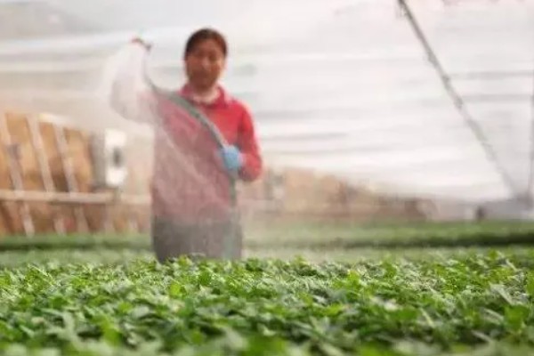 夏季大棚种植管理技术，要选择早晨或傍晚进行