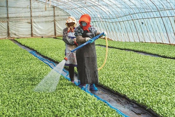 夏季大棚种植管理技术，要选择早晨或傍晚进行