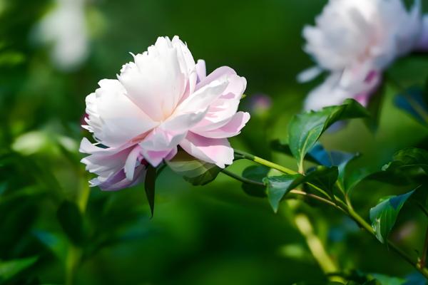 芍药花的开放时间,集中在4-6月份