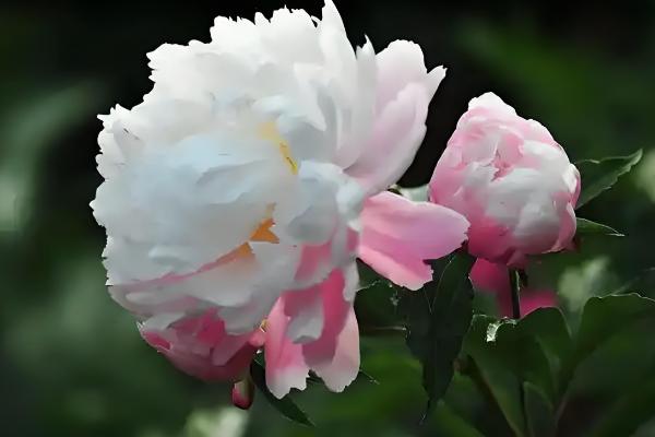 芍药花的开放时间,集中在4-6月份