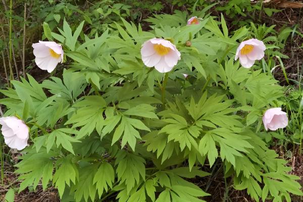 芍药花的开放时间,集中在4-6月份