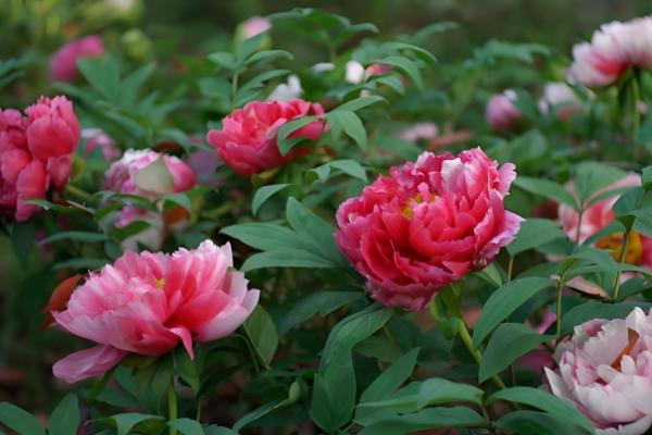 芍药花的开放时间,集中在4-6月份