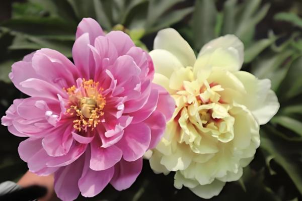 芍药花的开放时间,集中在4-6月份