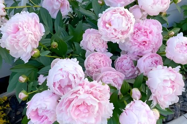 芍药花的开放时间,集中在4-6月份