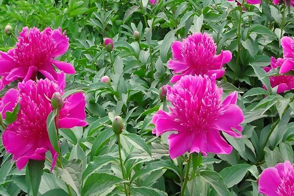 芍药花的开放时间,集中在4-6月份