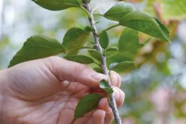 怎么养殖荷兰木槿花，剪除枯萎、发黄的叶子可节省养分