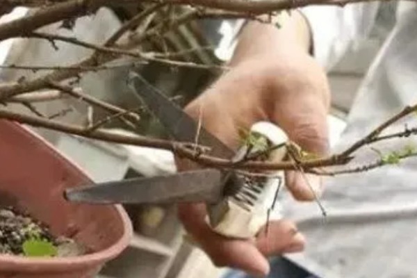 怎么养殖荷兰木槿花，剪除枯萎、发黄的叶子可节省养分