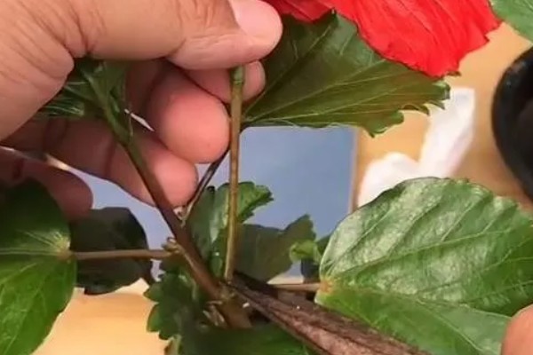 怎么养殖荷兰木槿花，剪除枯萎、发黄的叶子可节省养分