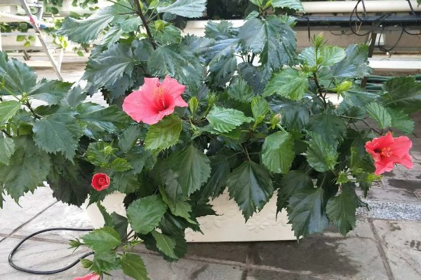 怎么养殖荷兰木槿花，剪除枯萎、发黄的叶子可节省养分