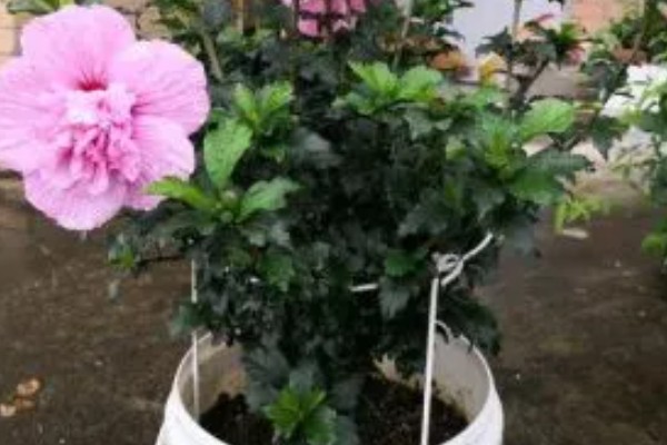 怎么养殖荷兰木槿花，剪除枯萎、发黄的叶子可节省养分