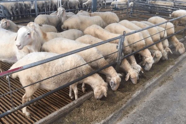 养羊如何避免近亲繁殖，可尝试调换种羊
