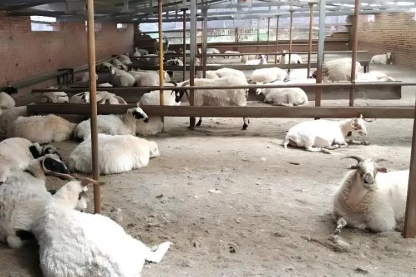 养羊如何避免近亲繁殖，可尝试调换种羊