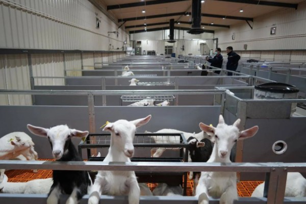 养羊如何避免近亲繁殖，可尝试调换种羊