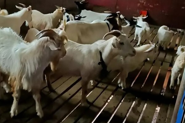 养羊如何避免近亲繁殖，可尝试调换种羊