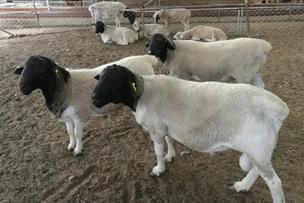 养羊如何避免近亲繁殖，可尝试调换种羊