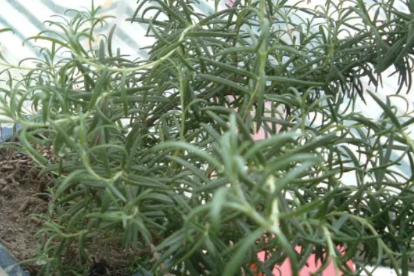 迷迭香的叶片为何会卷曲,一般是缺水、光照太强等因素所致