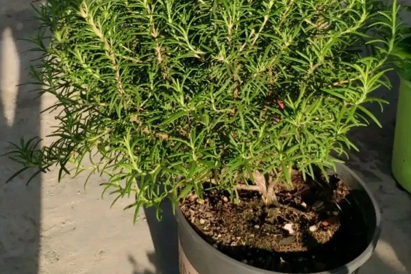 迷迭香的叶片为何会卷曲,一般是缺水、光照太强等因素所致