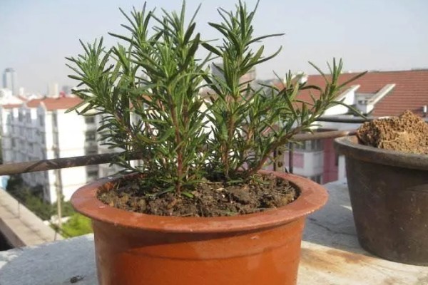 迷迭香的叶片为何会卷曲,一般是缺水、光照太强等因素所致