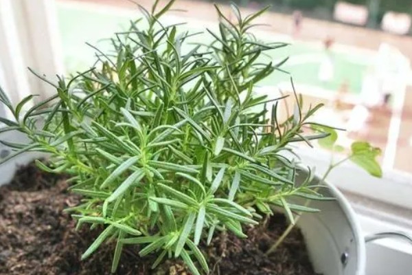 迷迭香的叶片为何会卷曲,一般是缺水、光照太强等因素所致