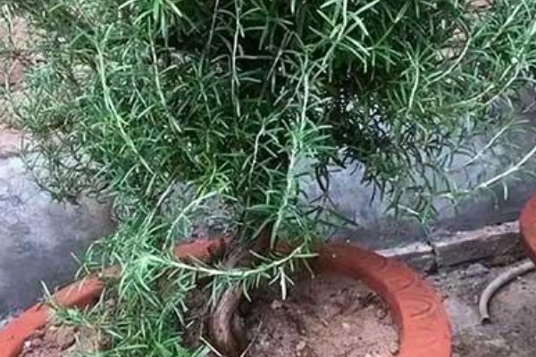 迷迭香的叶片为何会卷曲,一般是缺水、光照太强等因素所致