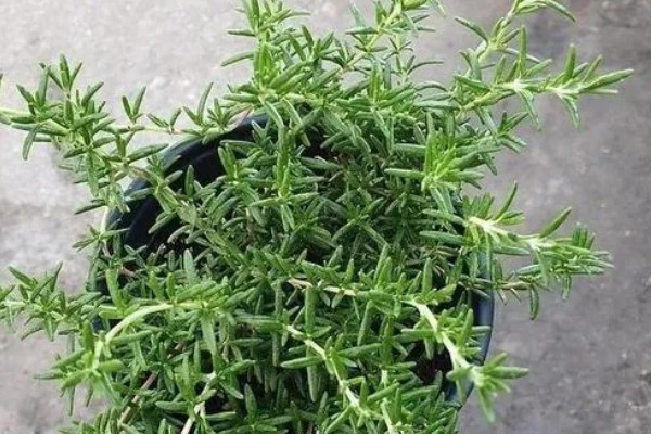 迷迭香的叶片为何会卷曲,一般是缺水、光照太强等因素所致