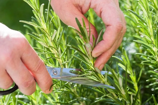 迷迭香的叶片为何会卷曲,一般是缺水、光照太强等因素所致