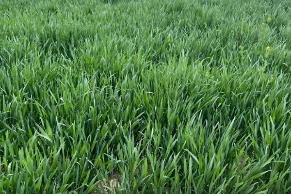 艾麦24小麦的栽培要点，适宜播种期10月上中旬