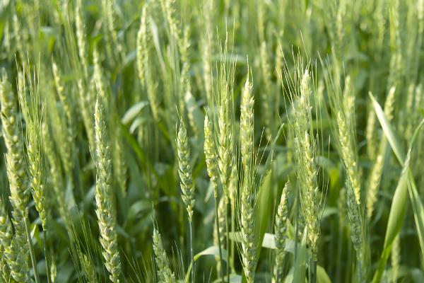 艾麦24小麦的栽培要点，适宜播种期10月上中旬