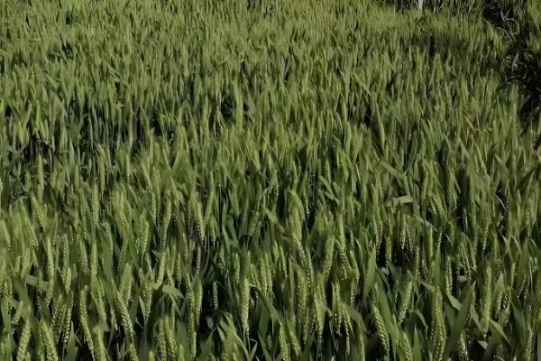 艾麦24小麦的栽培要点，适宜播种期10月上中旬