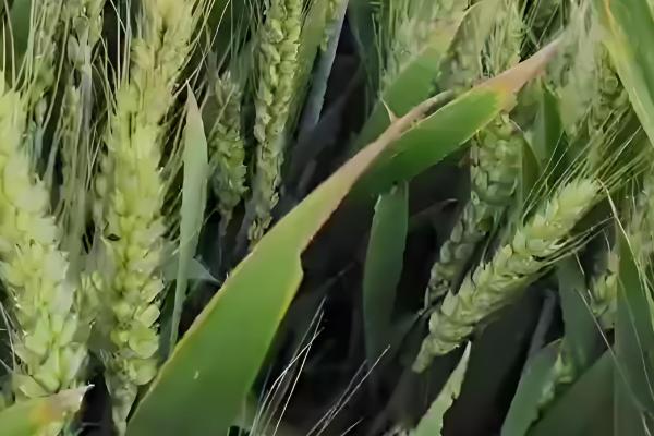 艾麦24小麦的栽培要点，适宜播种期10月上中旬