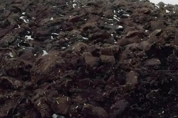 怎样让沙漠玫瑰多开花，使用透气能力较好的花土来养