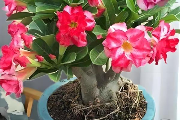 怎样让沙漠玫瑰多开花，使用透气能力较好的花土来养