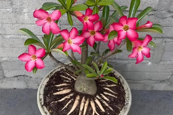 怎样让沙漠玫瑰多开花，使用透气能力较好的花土来养