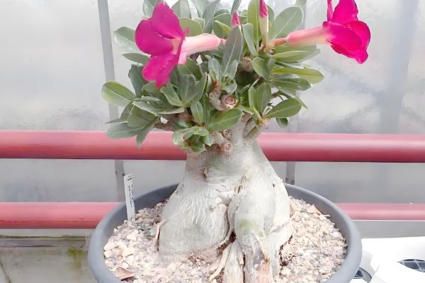 怎样让沙漠玫瑰多开花，使用透气能力较好的花土来养