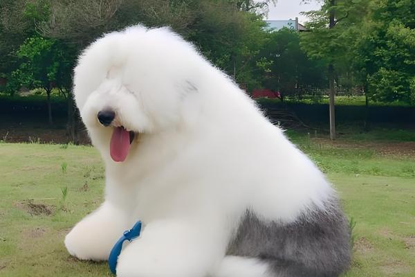 古牧犬的智商,成年后智商媲美3岁左右的小孩