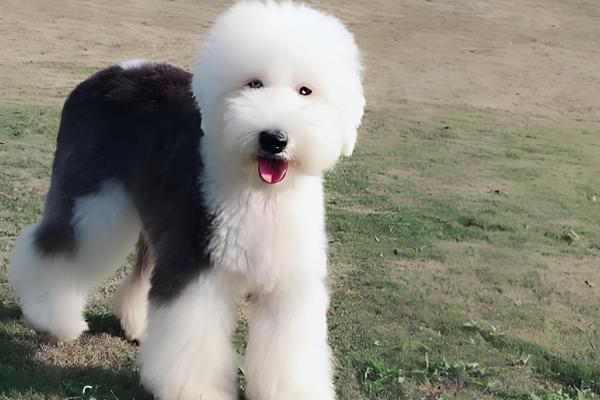 古牧犬的智商,成年后智商媲美3岁左右的小孩