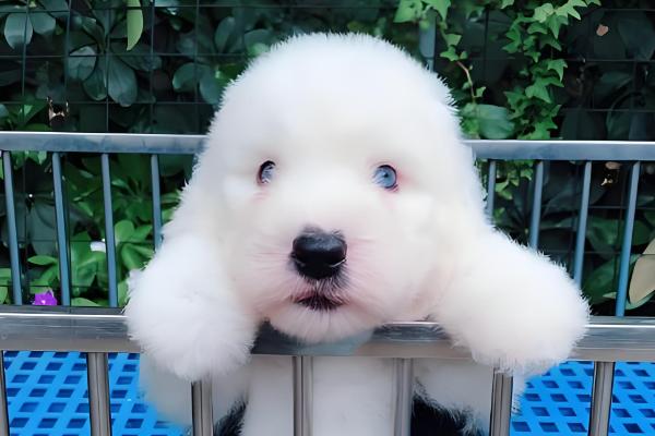 古牧犬的智商,成年后智商媲美3岁左右的小孩