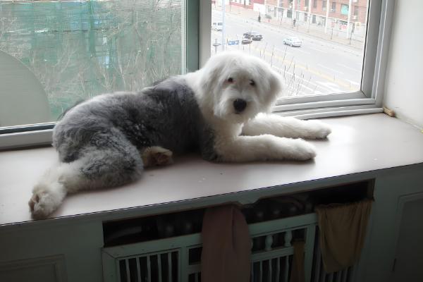 古牧犬的智商,成年后智商媲美3岁左右的小孩