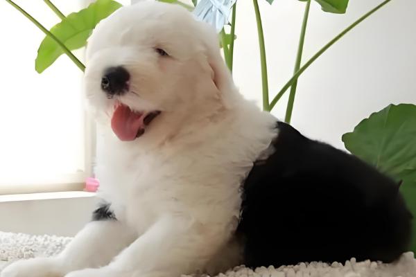 古牧犬的智商,成年后智商媲美3岁左右的小孩