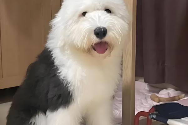 古牧犬的智商,成年后智商媲美3岁左右的小孩