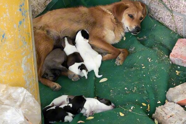 狗吃幼仔的原因,缺少奶水时会吃掉体质差的幼仔以补充奶水