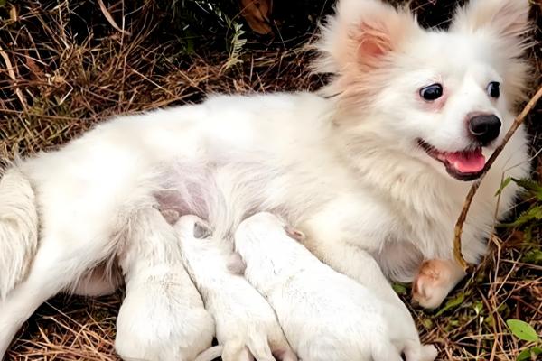 狗吃幼仔的原因,缺少奶水时会吃掉体质差的幼仔以补充奶水