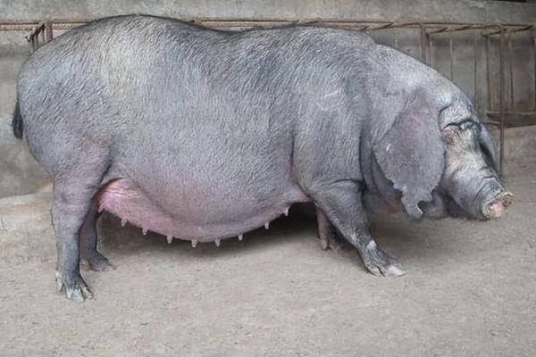 母猪怀孕几天下仔，怀孕后4个月下仔