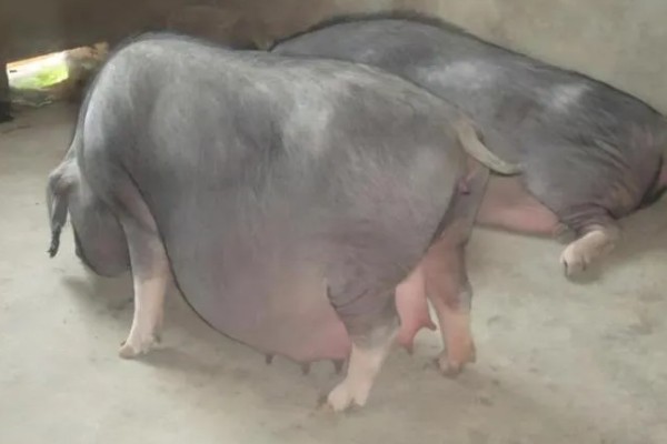 母猪怀孕几天下仔，怀孕后4个月下仔