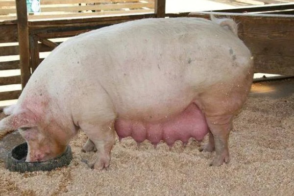 母猪怀孕几天下仔，怀孕后4个月下仔