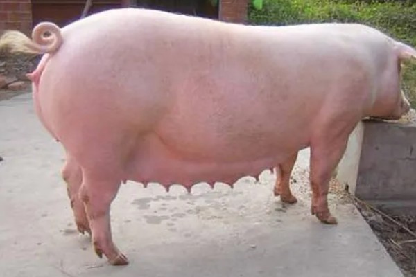 母猪怀孕几天下仔，怀孕后4个月下仔