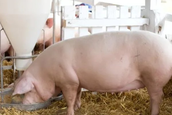 母猪怀孕几天下仔，怀孕后4个月下仔