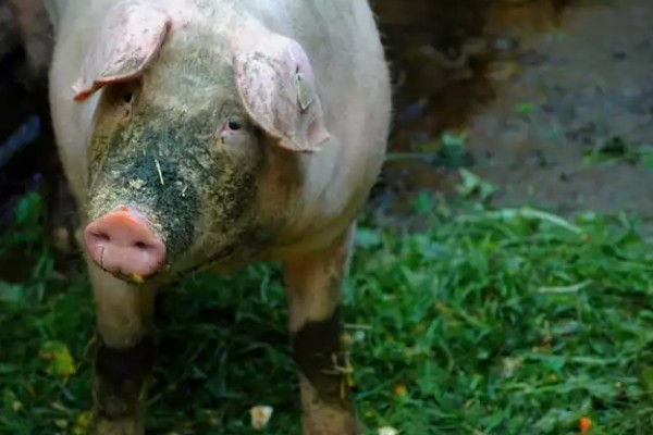 母猪怀孕几天下仔，怀孕后4个月下仔