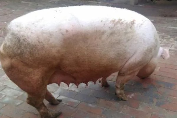 母猪怀孕几天下仔，怀孕后4个月下仔