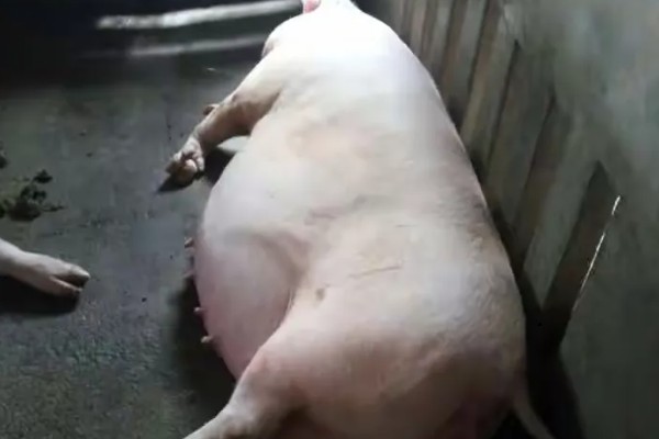 母猪怀孕几天下仔，怀孕后4个月下仔